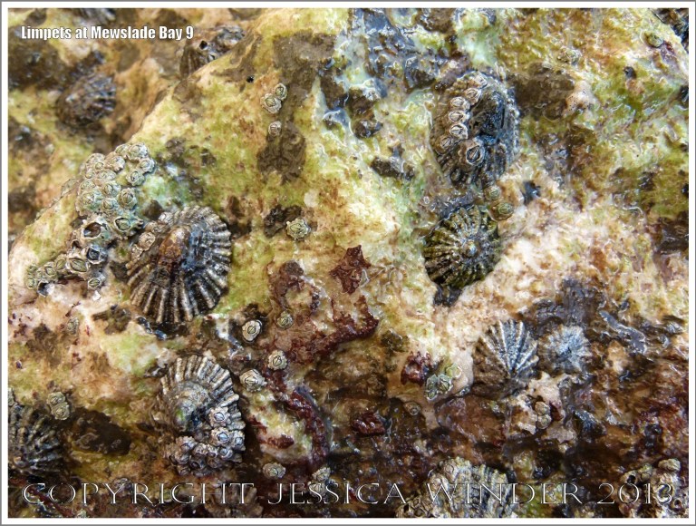 Limpets living on the rocky shore