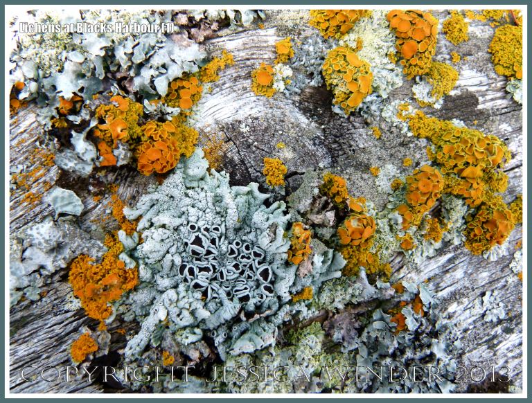 Lichens growing on a wooden structure on the seashore
