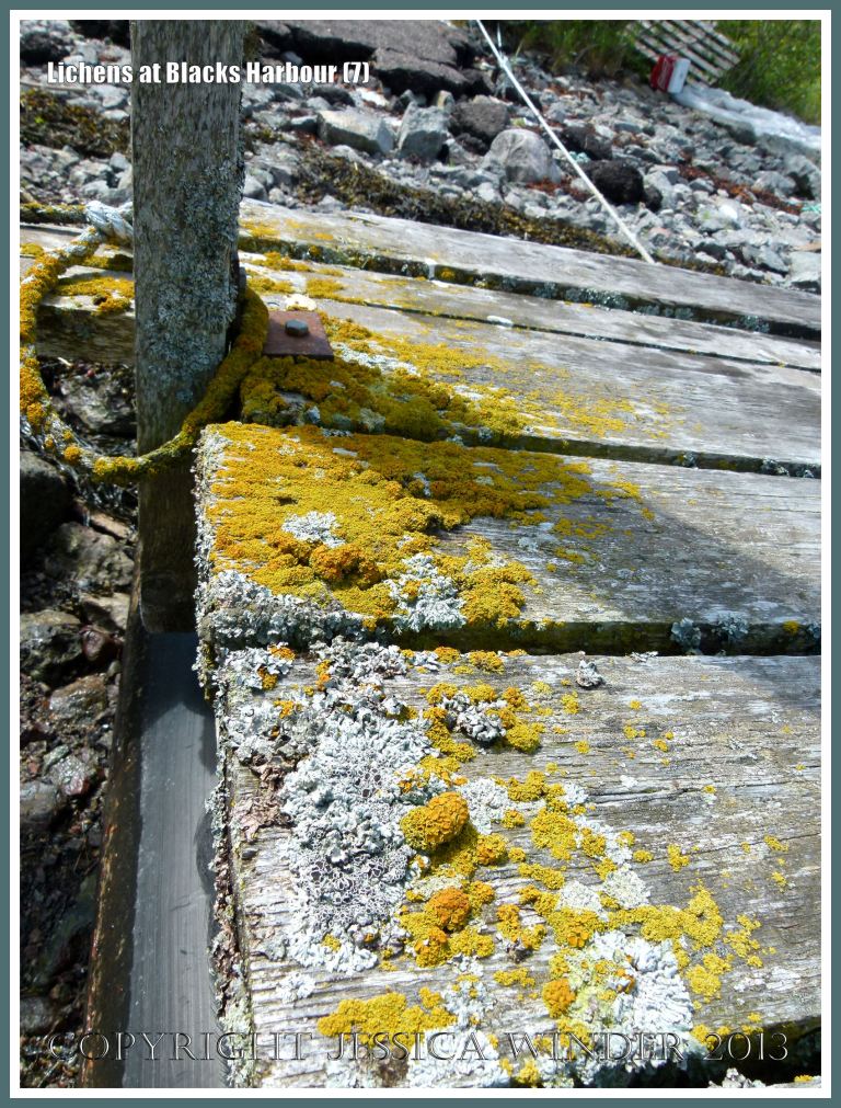 Lichens growing on a wooden structure on the seashore