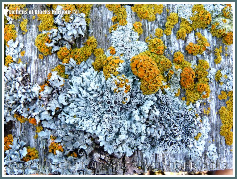 Lichens growing on a wooden structure on the seashore