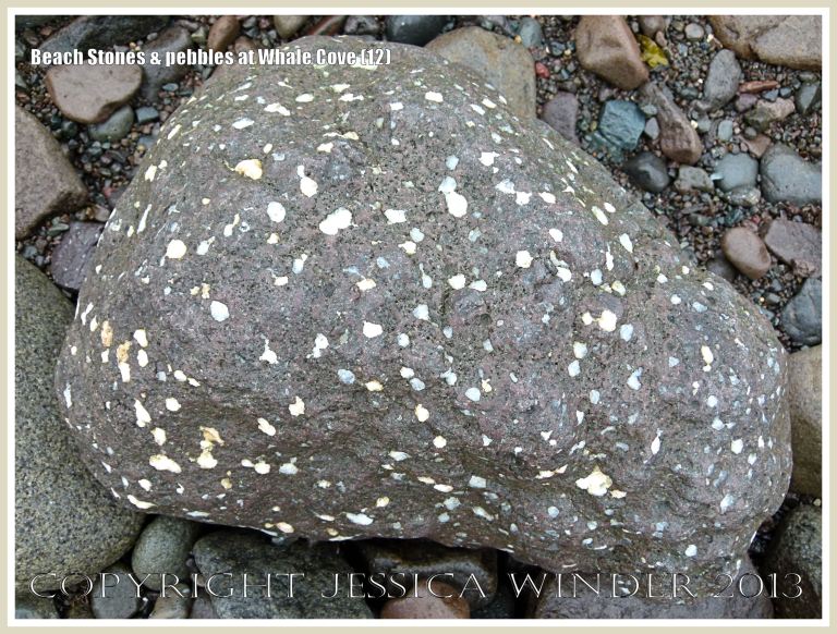 Beach stone shape, texture, and pattern at Whale Cove 
