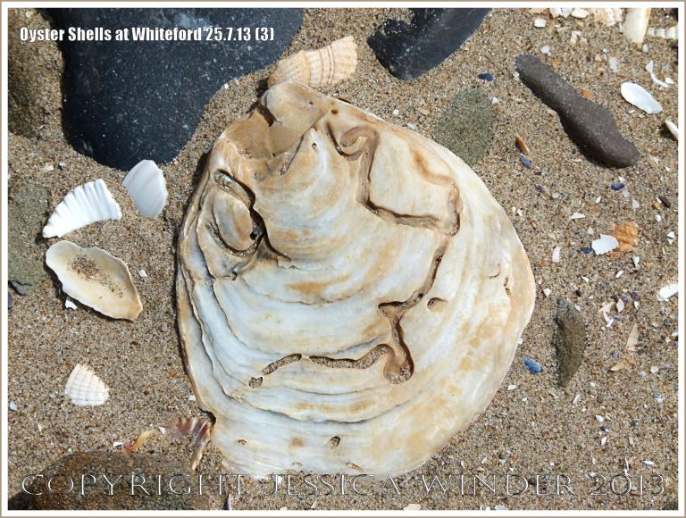 Oyster shell (Ostrea edulis Linnaeus) on the beach at Whiteford Sands