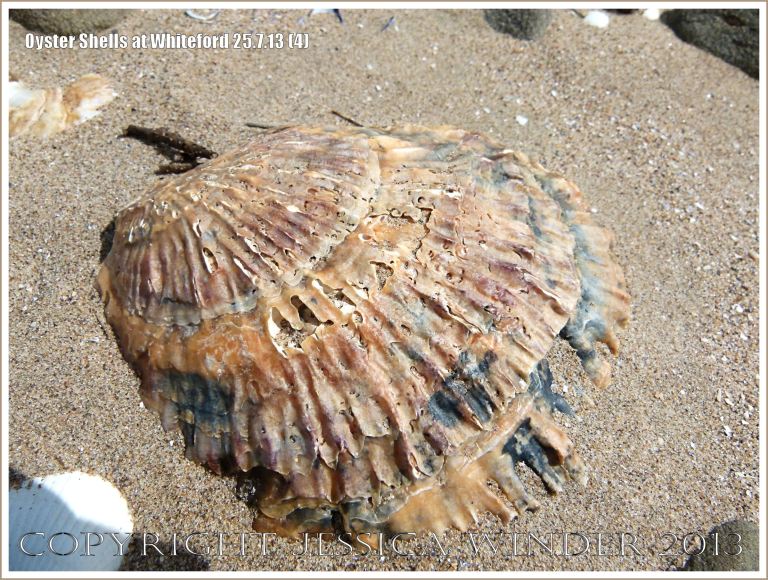 Oyster shell (Ostrea edulis Linnaeus) on the beach at Whiteford Sands