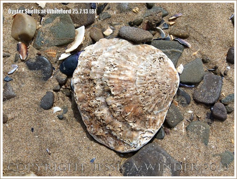 Oyster shell (Ostrea edulis Linnaeus) on the beach at Whiteford Sands