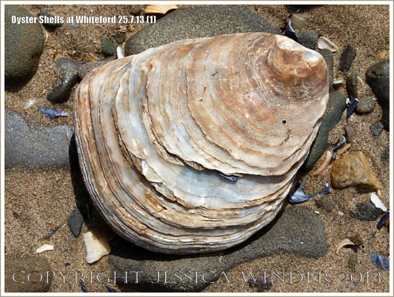 Oyster shell (Ostrea edulis Linnaeus) on the beach at Whiteford Sands