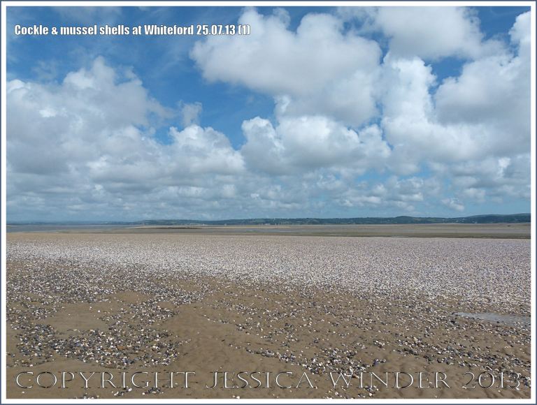 Cockle shells and mussel shells on a sandy seashore