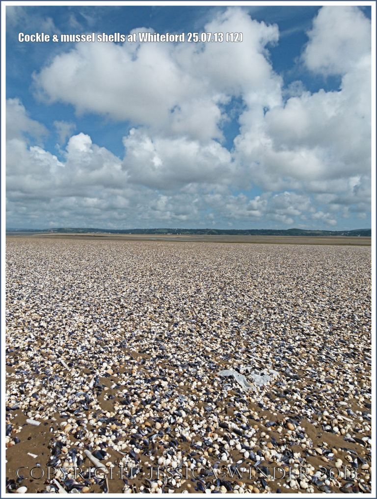 Cockle shells and mussel shells on a sandy seashore