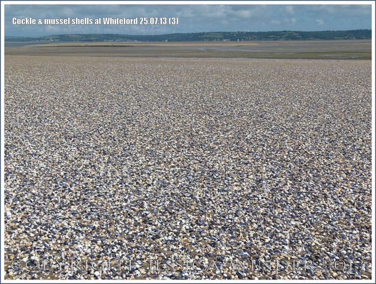 Cockle shells and mussel shells on a sandy seashore