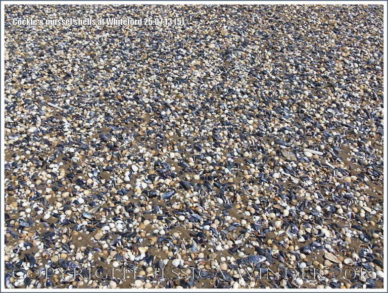 Cockle shells and mussel shells on a sandy seashore