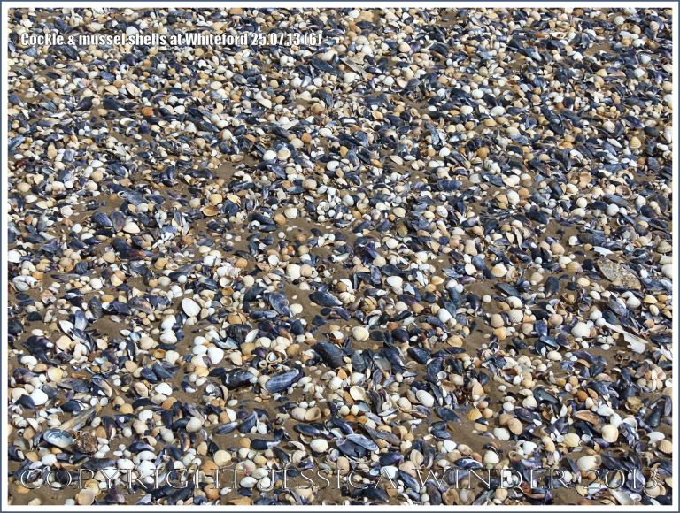 Cockle shells and mussel shells on a sandy seashore