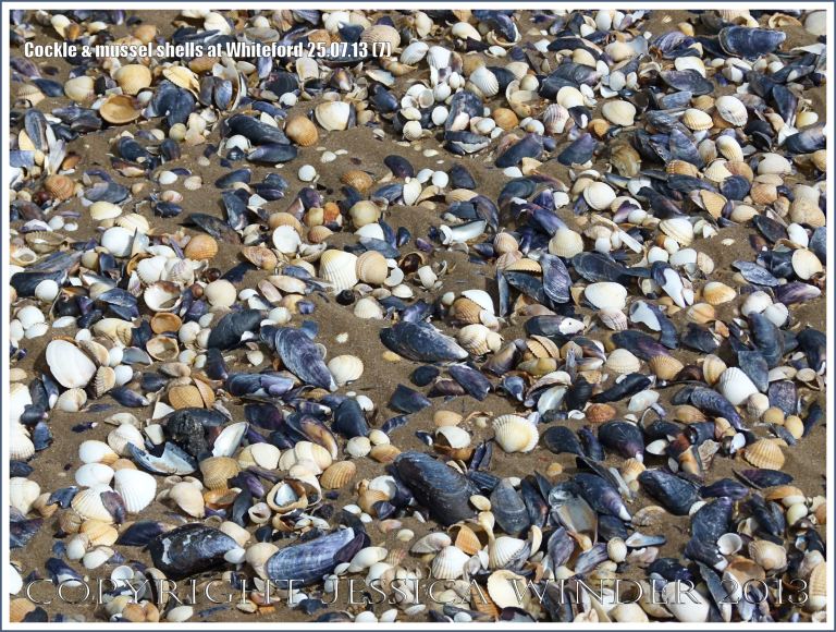 Cockle shells and mussel shells on a sandy seashore