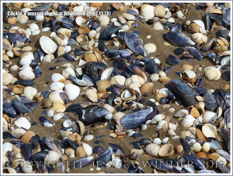 Cockle shells and mussel shells on a sandy seashore