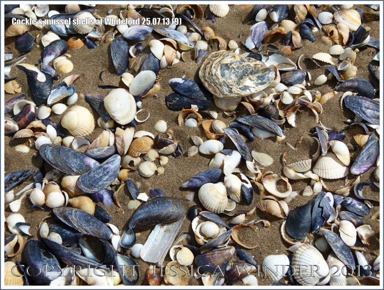Cockle shells and mussel shells on a sandy seashore