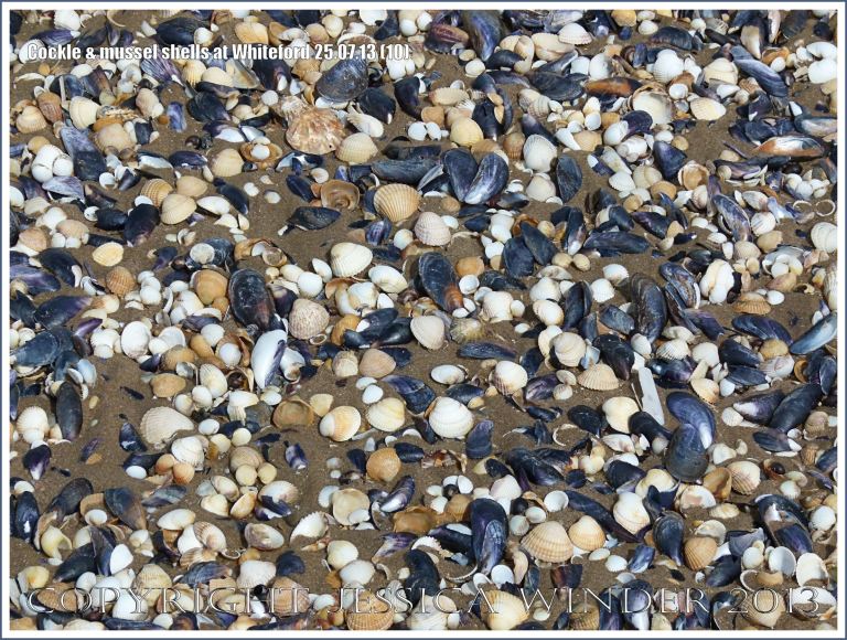 Cockle shells and mussel shells on a sandy seashore