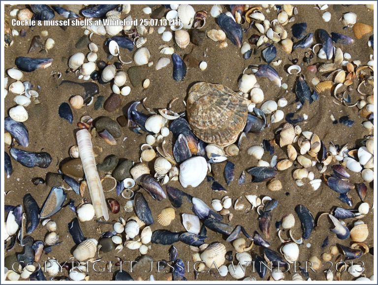 Cockle shells and mussel shells on a sandy seashore