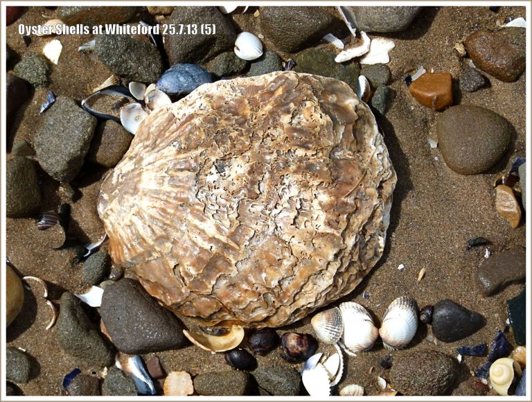 Oyster shell (Ostrea edulis Linnaeus) on the beach at Whiteford Sands