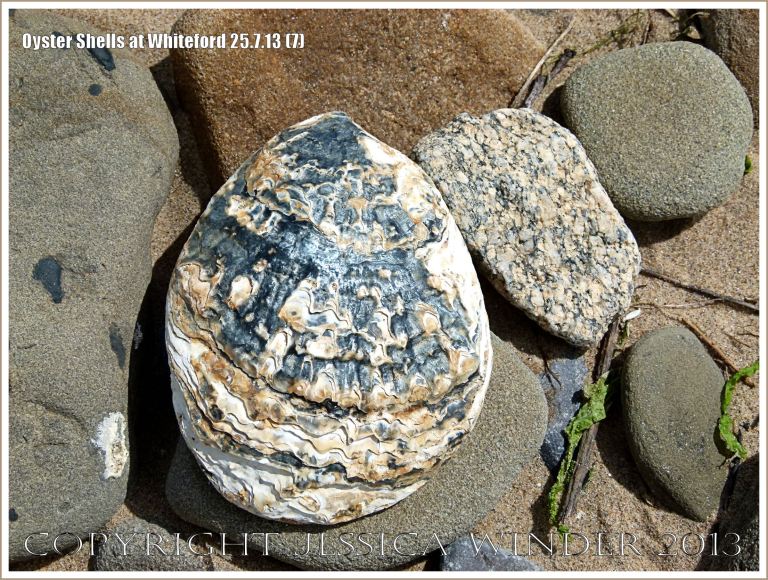 Oyster shell (Ostrea edulis Linnaeus) on the beach at Whiteford Sands