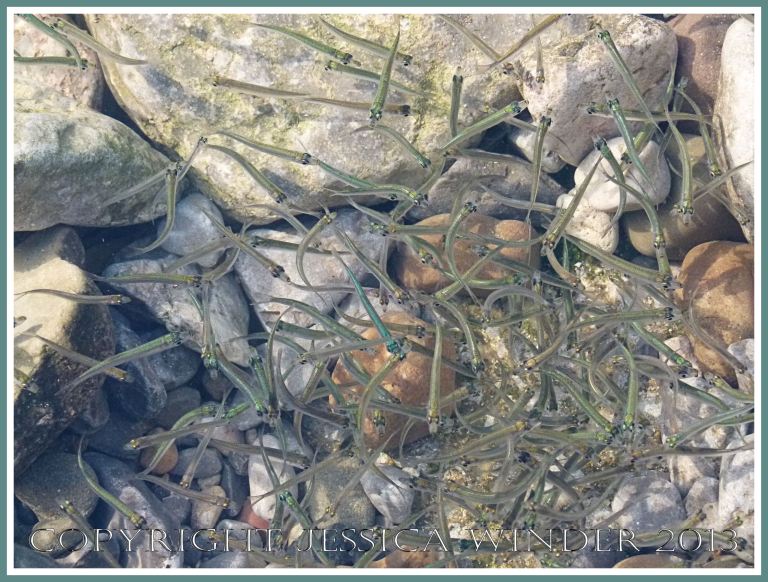 Lots of small iridescent fish in a rock pool