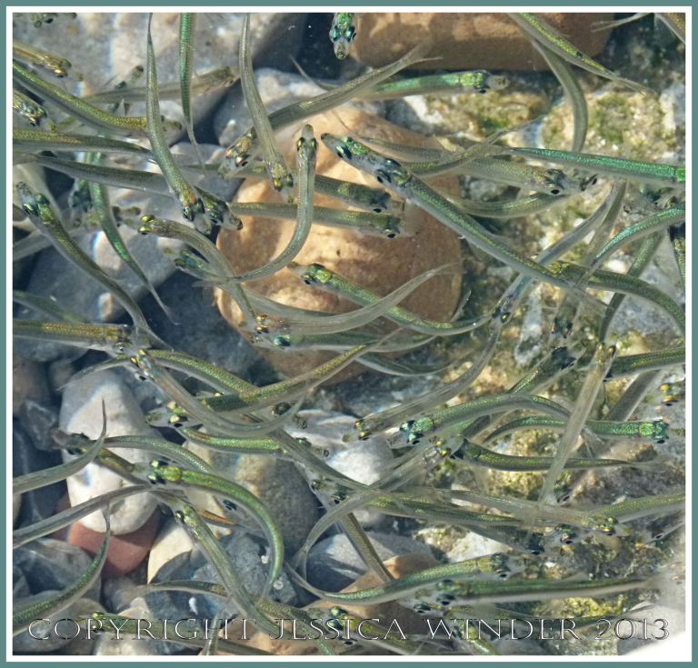 Lots of small iridescent fish in a rock pool