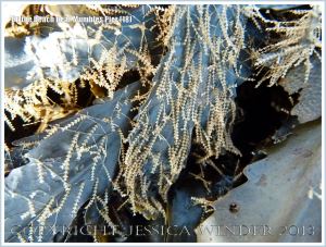 Hydroids growing on seaweed near Mumbles Pier