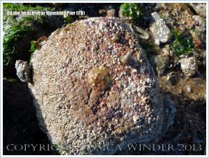 Oyster living attached to a beach stone at Mumbles.