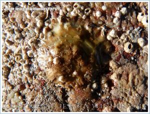 Oyster living attached to a beach stone at Mumbles.