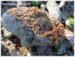 Orange sponge growing on a beach stone at Mumbles