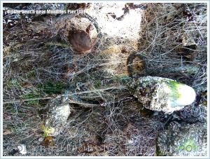 Flotsam caught up on the girders supporting Mumbles Pier