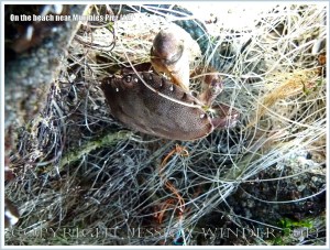 Flotsam with crab caught up on the girders supporting Mumbles Pier