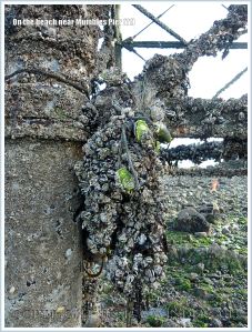 Mussels and barnacles growing on Mumbles Pier