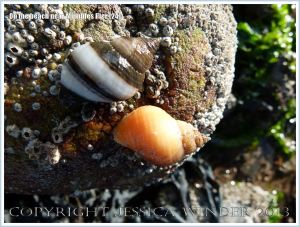 Dog Whelks on a beach stone near Mumbles Pier