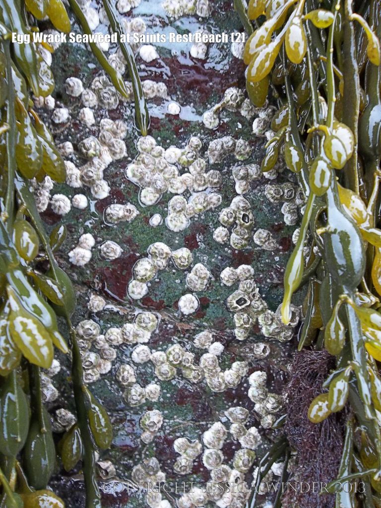 Egg Wrack on barnacle-covered rock
