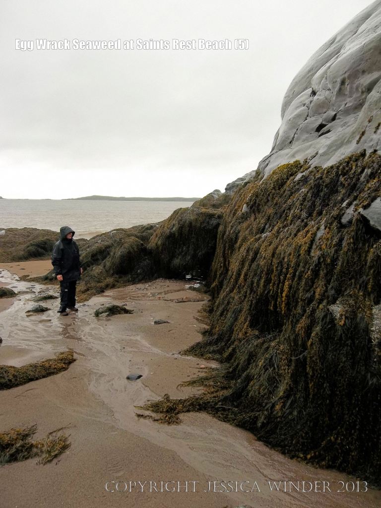 Thick curtains of seaweed hanging down from rocks on the Bay of Fundy