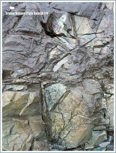 Detail of rock pattern and texture at Irving Nature Park, New Brunswick, Canada