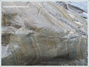 Detail of rock pattern and texture at Irving Nature Park, New Brunswick, Canada