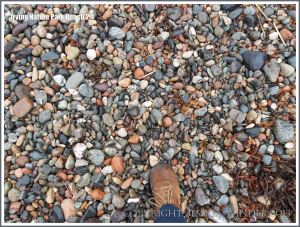 Pebble variety on a New Brunswick beach