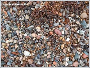 Pebble variety on a New Brunswick beach
