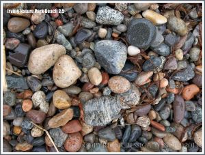 Pebble variety on a New Brunswick beach