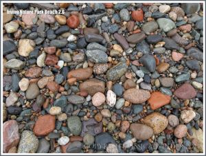 Pebble variety on a New Brunswick beach