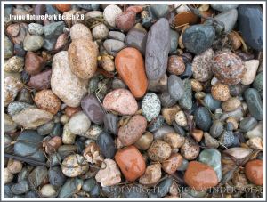Pebble variety on a New Brunswick beach