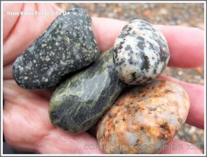 Pebble variety on a New Brunswick beach