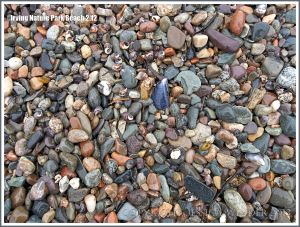 Pebble variety on a New Brunswick beach