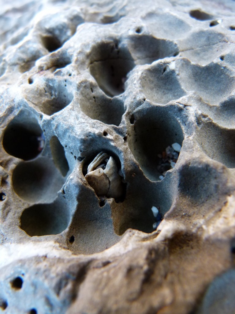 Beach stone with holes mostly made by boring bivalved molluscs