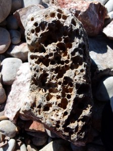 Beach stone with holes mostly made by boring bivalved molluscs