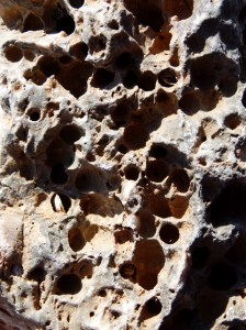 Close-up of a beach stone with holes mostly made by boring bivalved molluscs