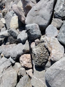 Beach stone with holes mostly made by boring bivalved molluscs