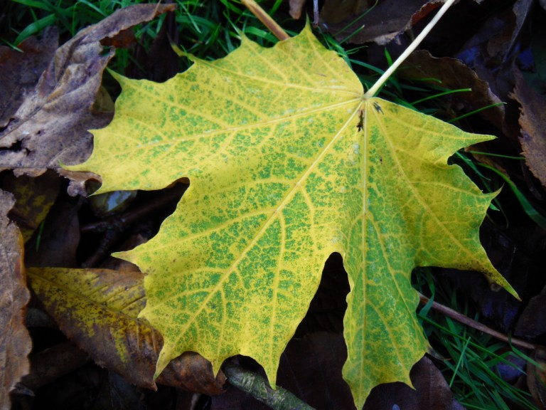 Autumn leaf