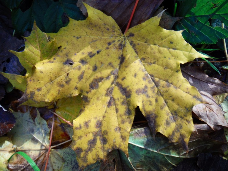 Autumn leaf