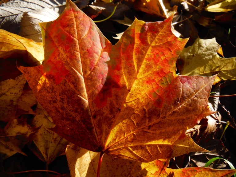 Autumn leaf