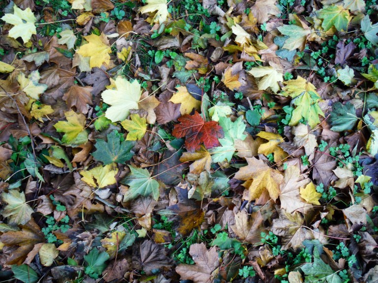 Autumn leaves on the ground